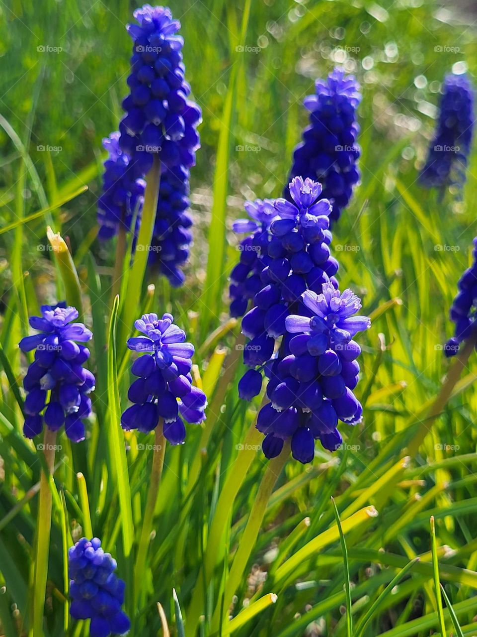 grape hyacinth