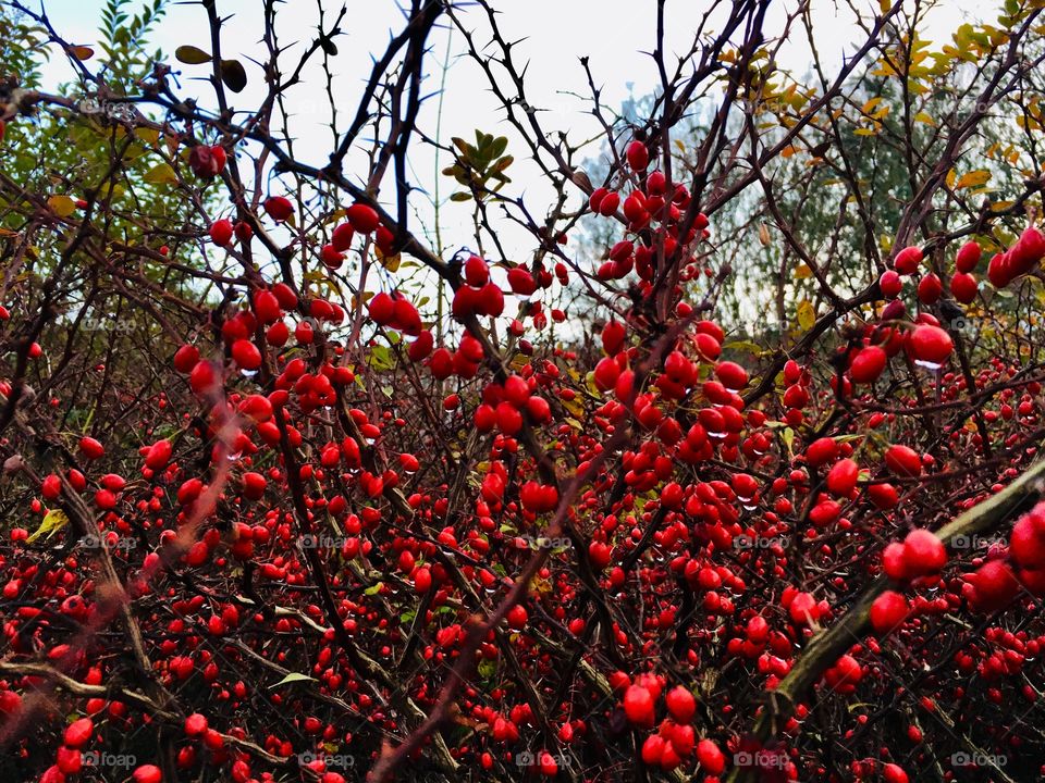 Statement Red Berry Plant 
