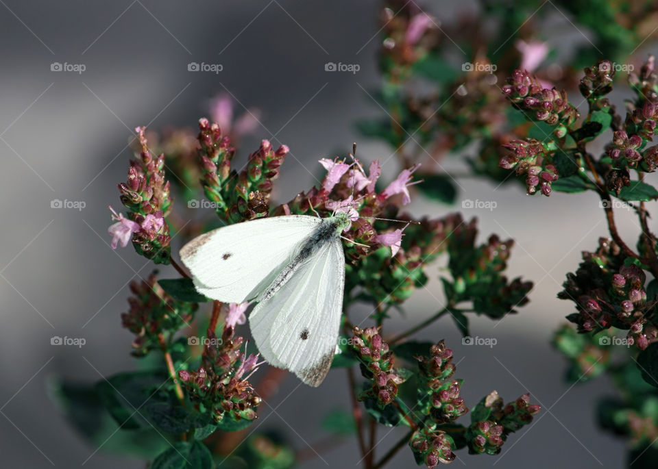 In garden