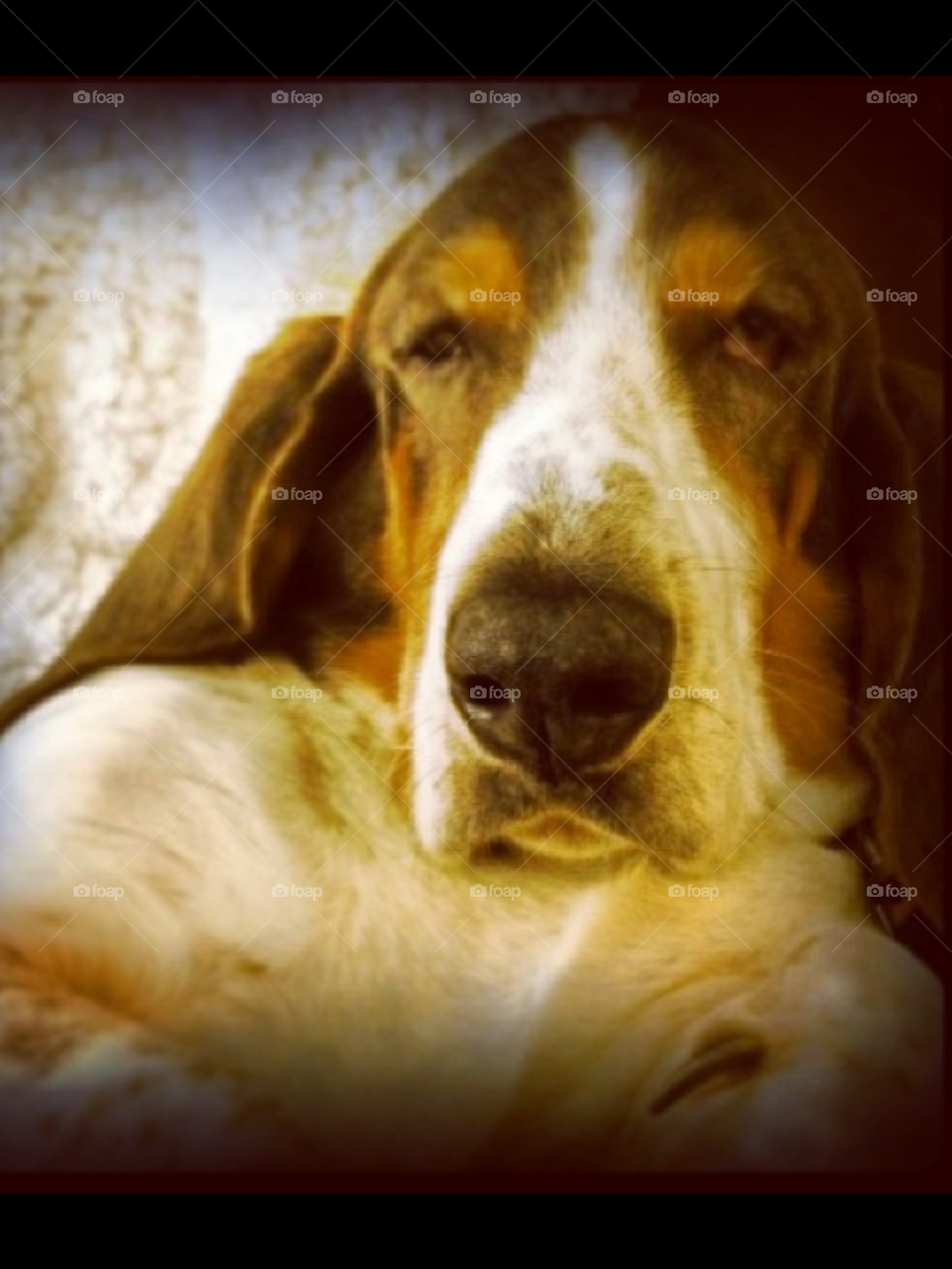 dog pet basset basset hound by lightanddrawing