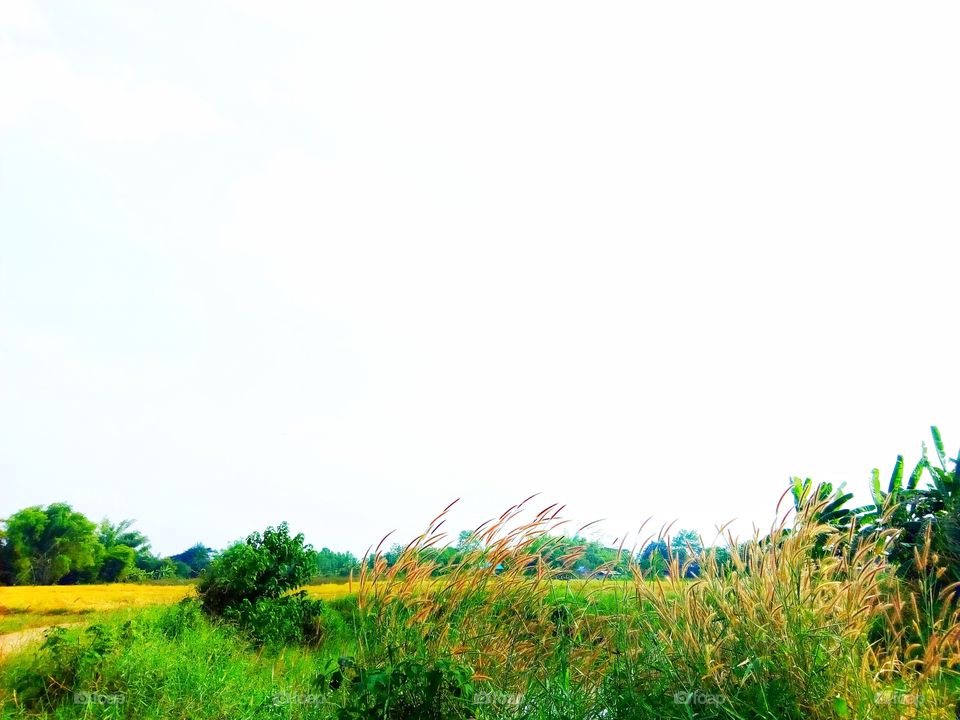 field,grass,landscape