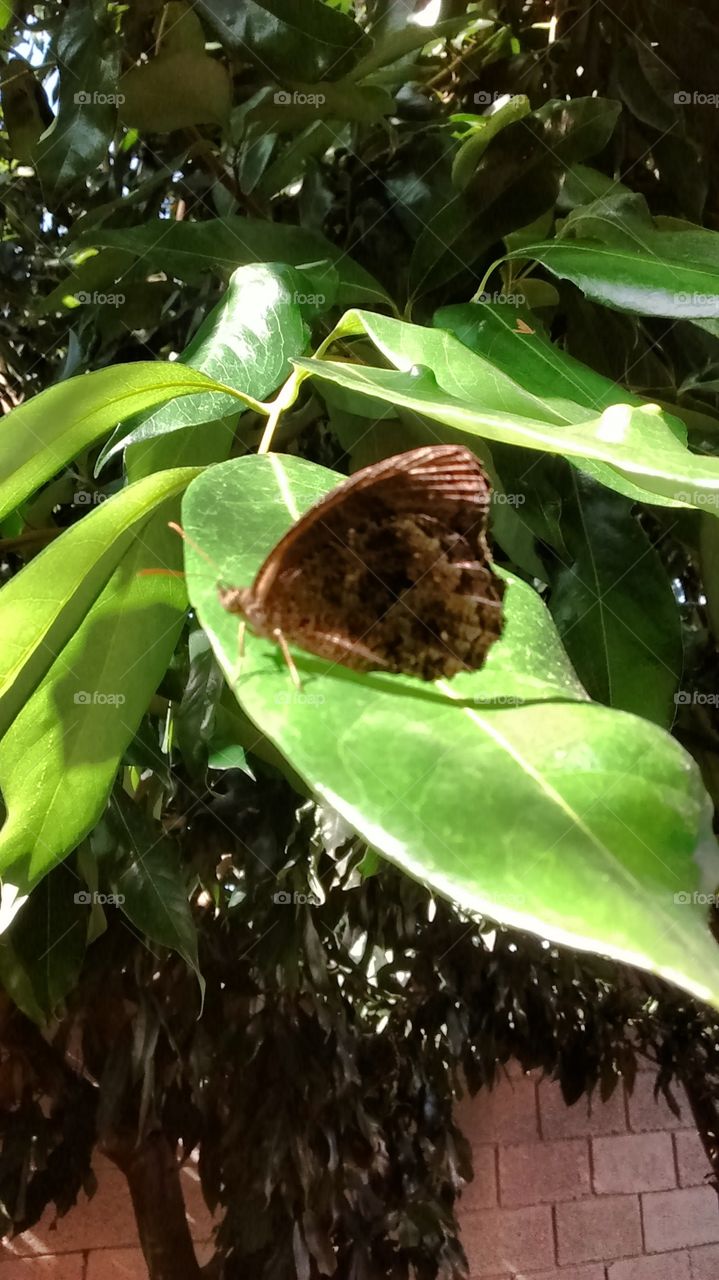 A borboleta faz pose para sair bem na fotografia. Ô natureza tão singela e generosa em beleza...