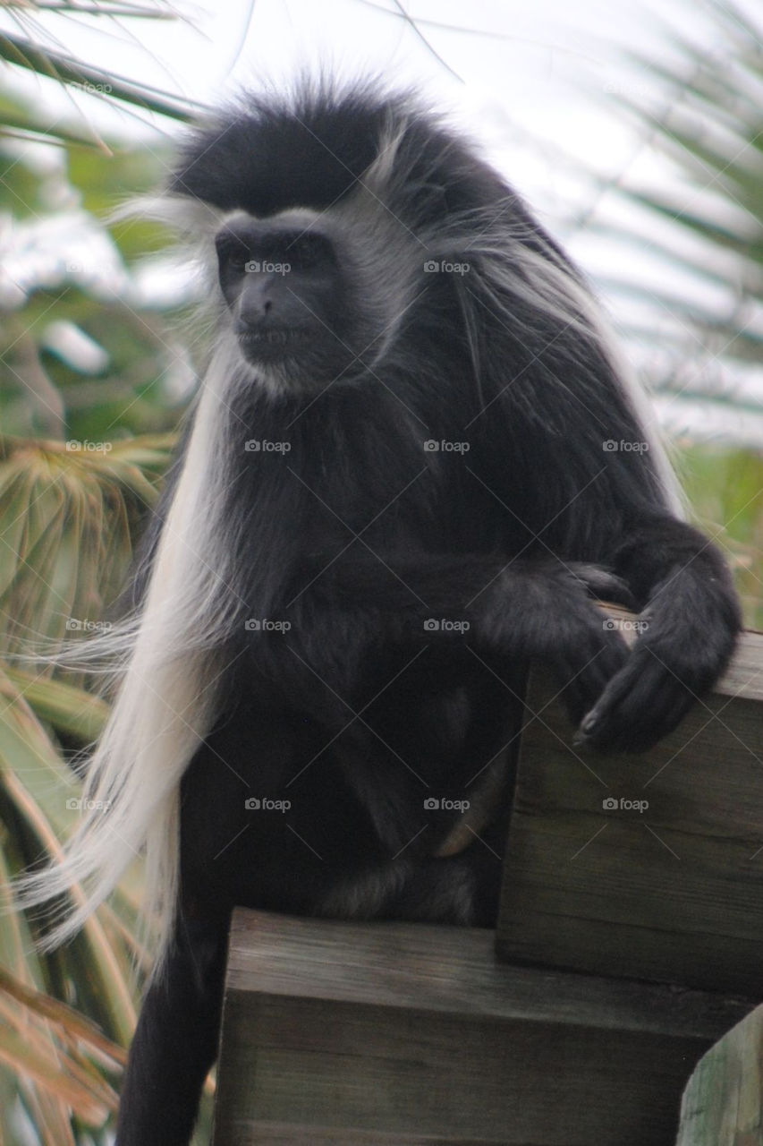 Colobus monkey 