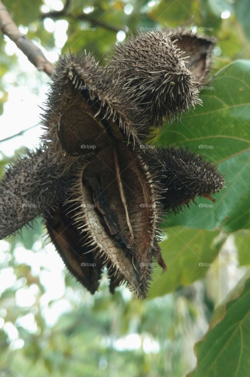 Seed Pod