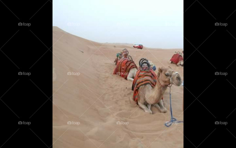 la imagen de el desierto y un camello posa descansando de su faena diaria...hermoso tour por el desierto.