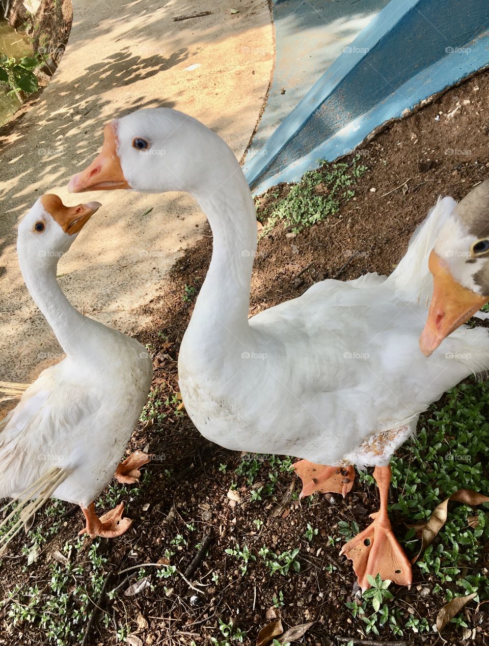 As aves do Parque Botânico Eloy Chaves são um espetáculo a ser conhecido. Aliás: o parque como um todo é uma pérola da cidade de Jundiaí!