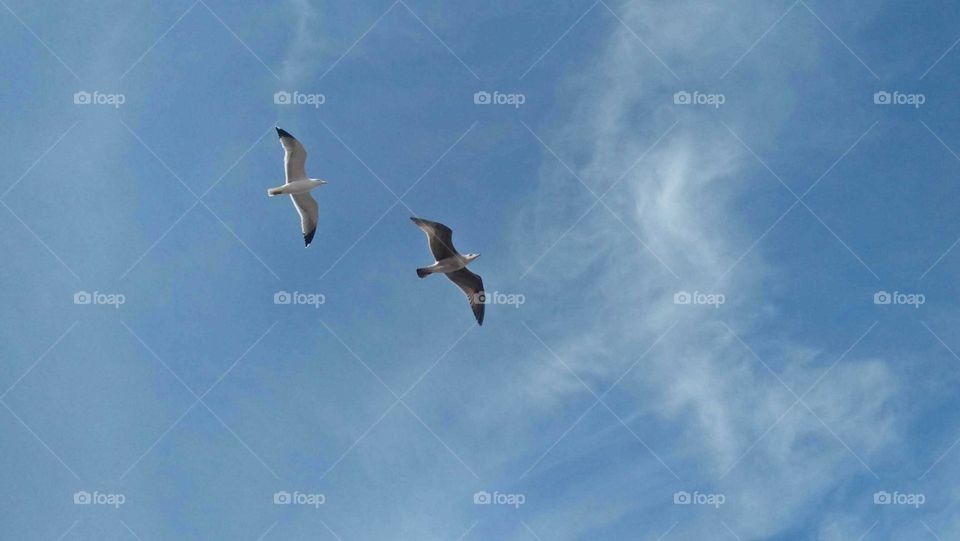 Beautiful flying seagulls  into foggy and blue sky.