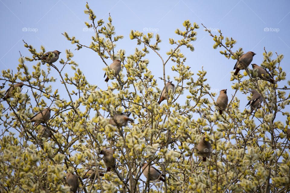 Spring  waxwing birds willow tree pollen.
Vår sidensvans fåglar träd