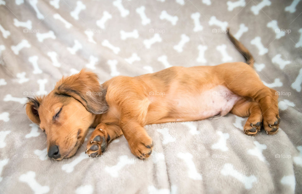 Elevated view of puppy sleeping