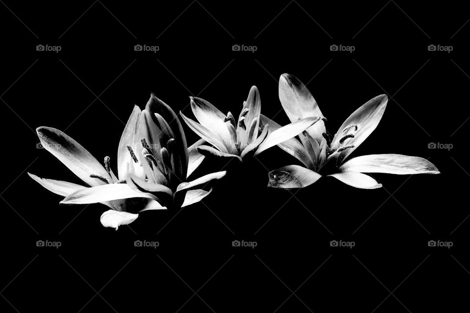 Black and white photo of beautiful flowers