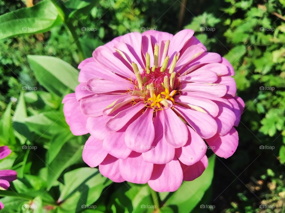 Zinnia