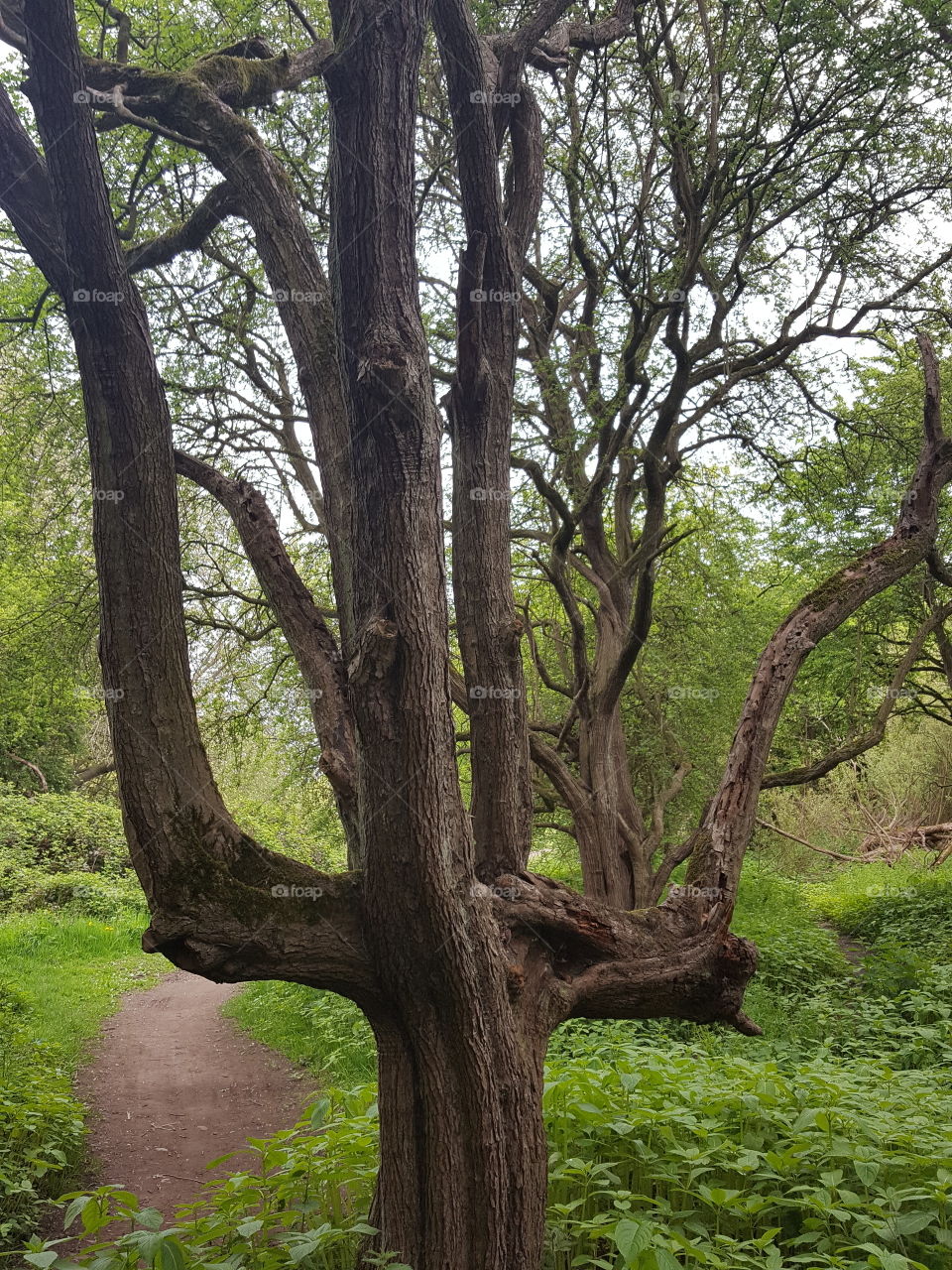 odd tree with arms