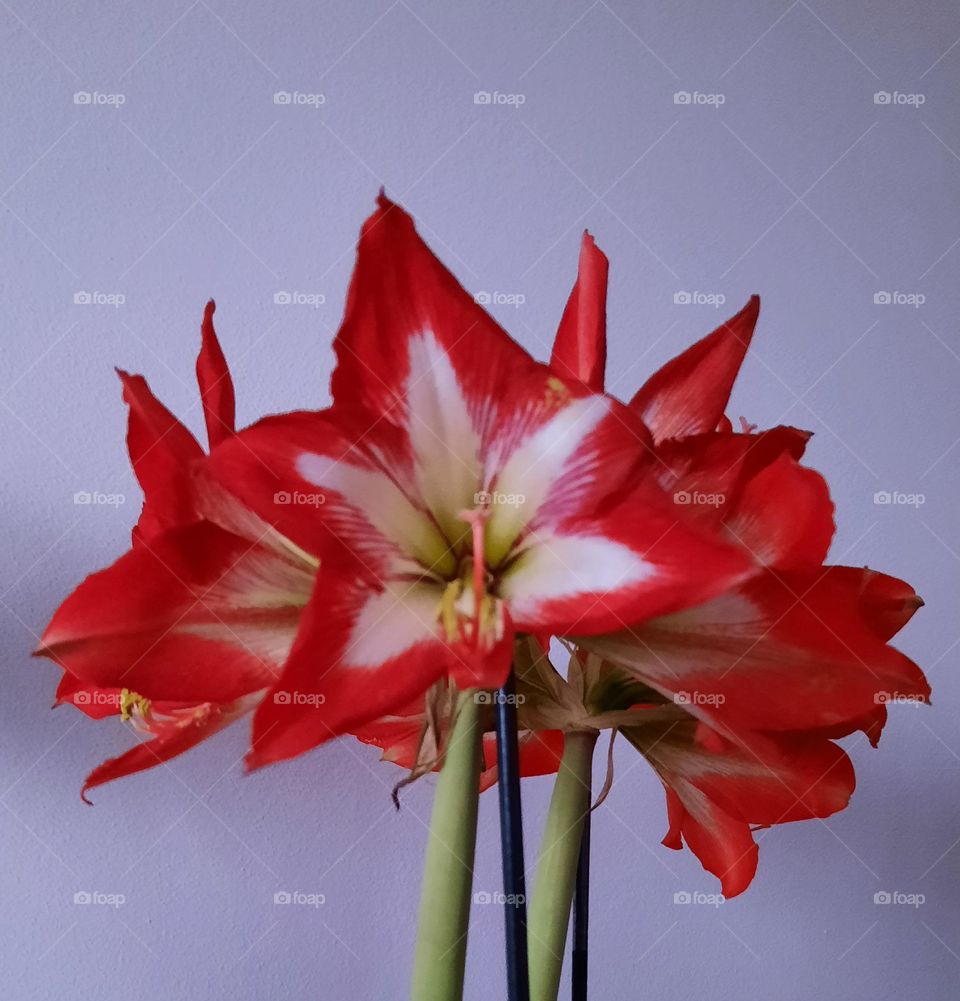 amaryllis in full blooming