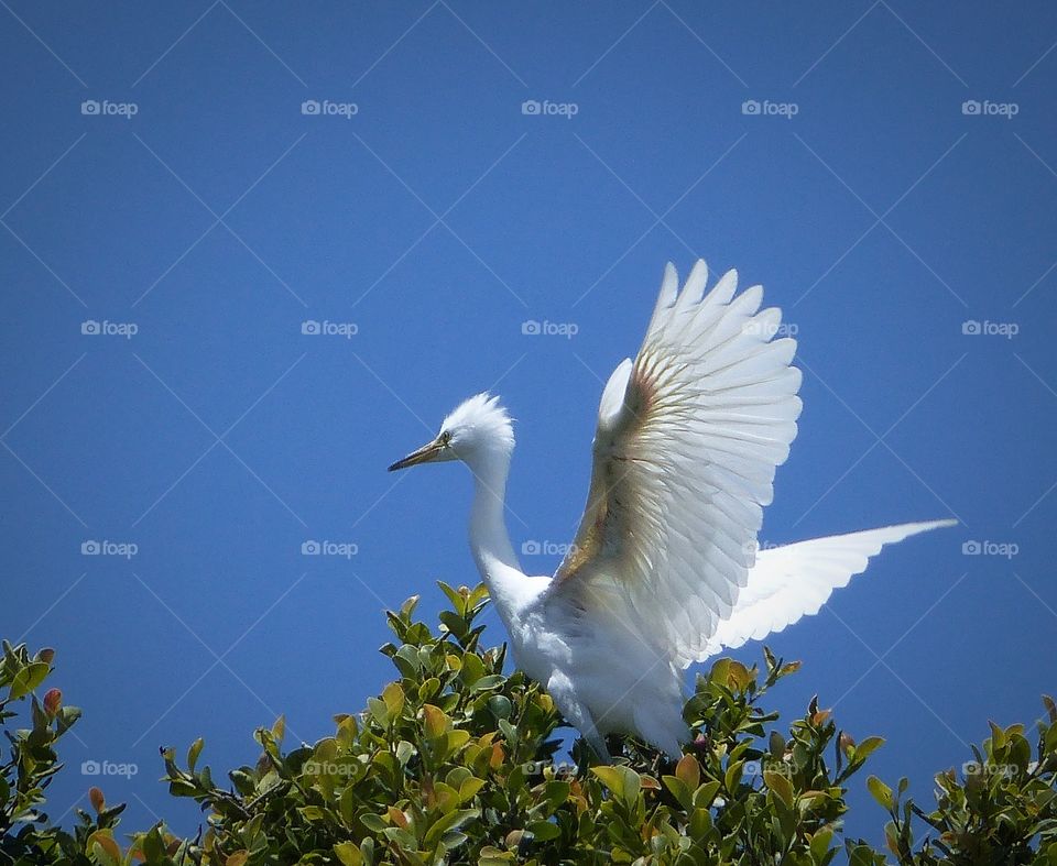 Egret exercising wings