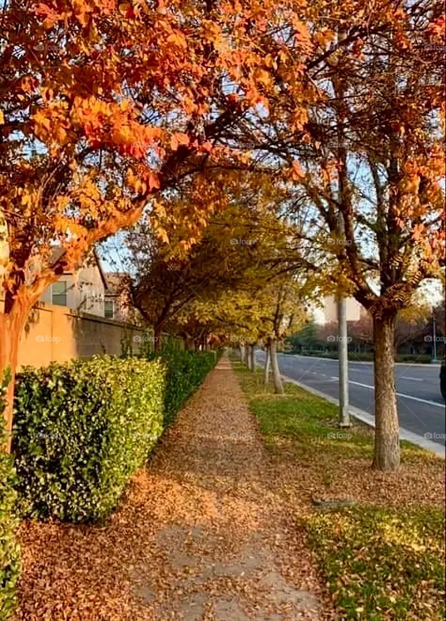 A very beautiful picture, and there is no better picture than it. There is no better picture of green herbs and colorful, red and white roses than it. Glory be to God, the natural and picturesque view, and there is no more
