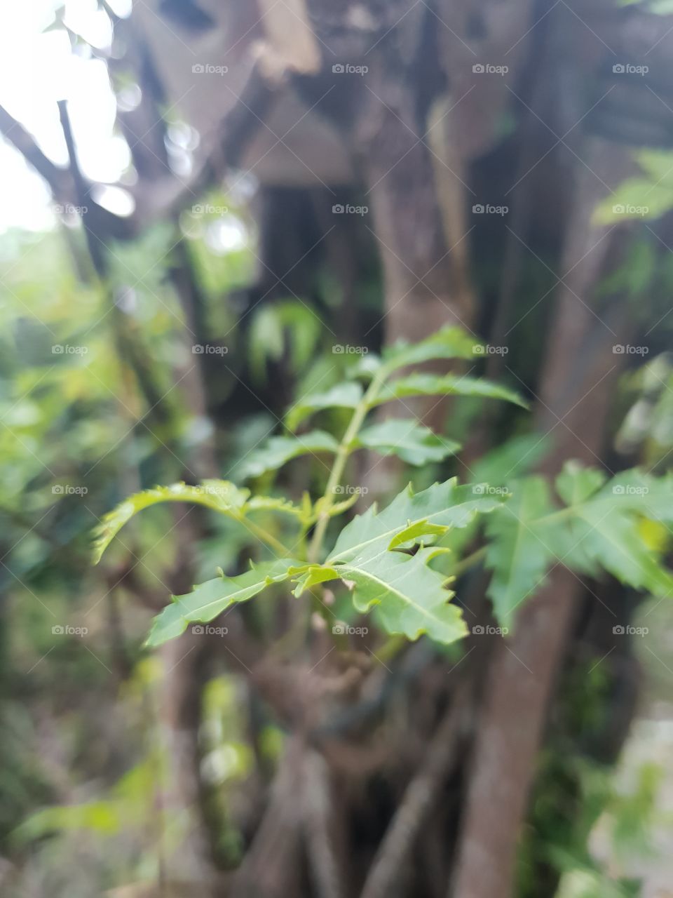 neem, traditional  medicine   plant