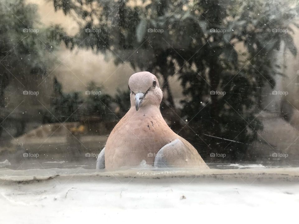 Does this laughing dove have a message for me?