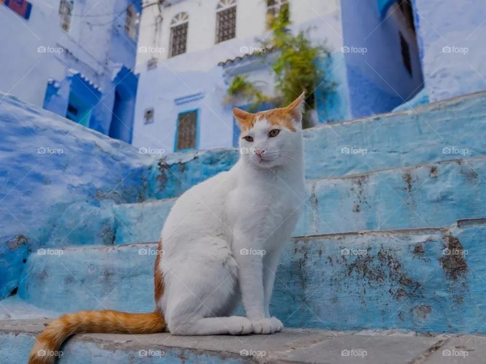 the cutest cat