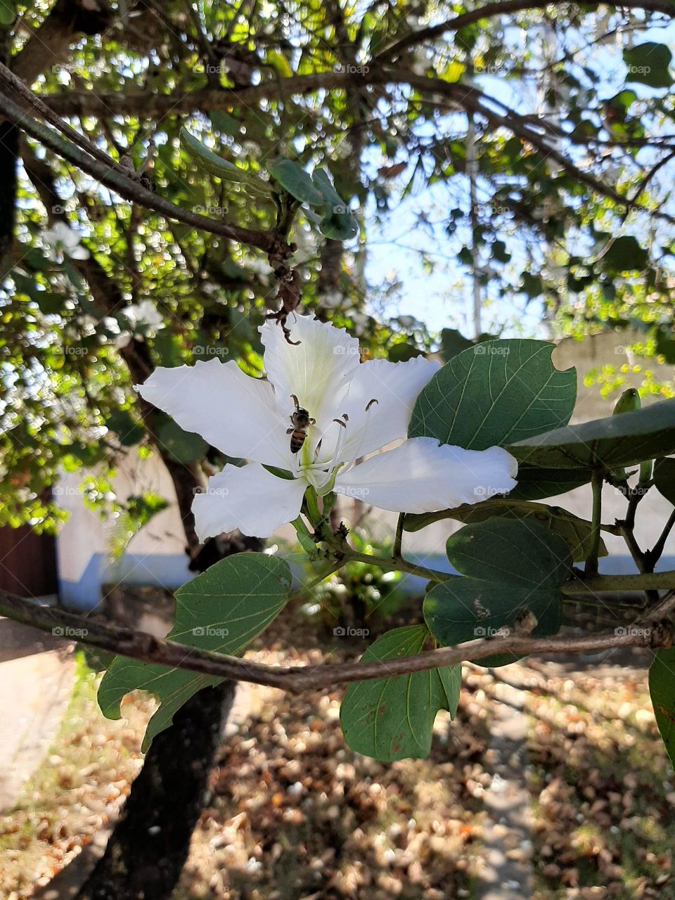 Bee contributing it's beautiful work in the nature.