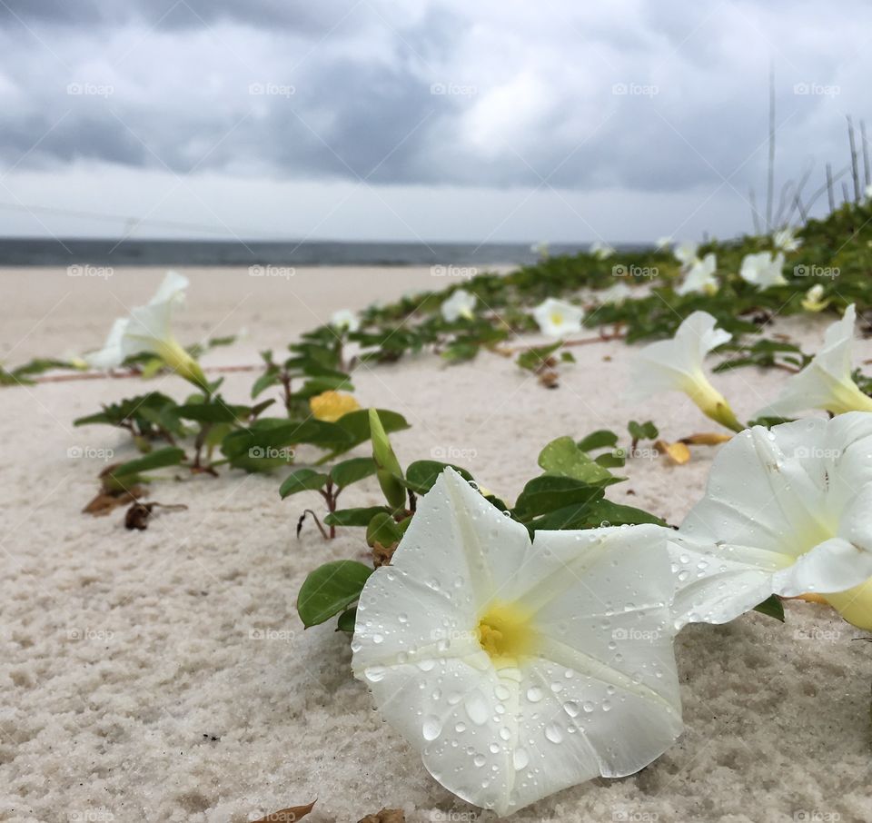Beach flower 