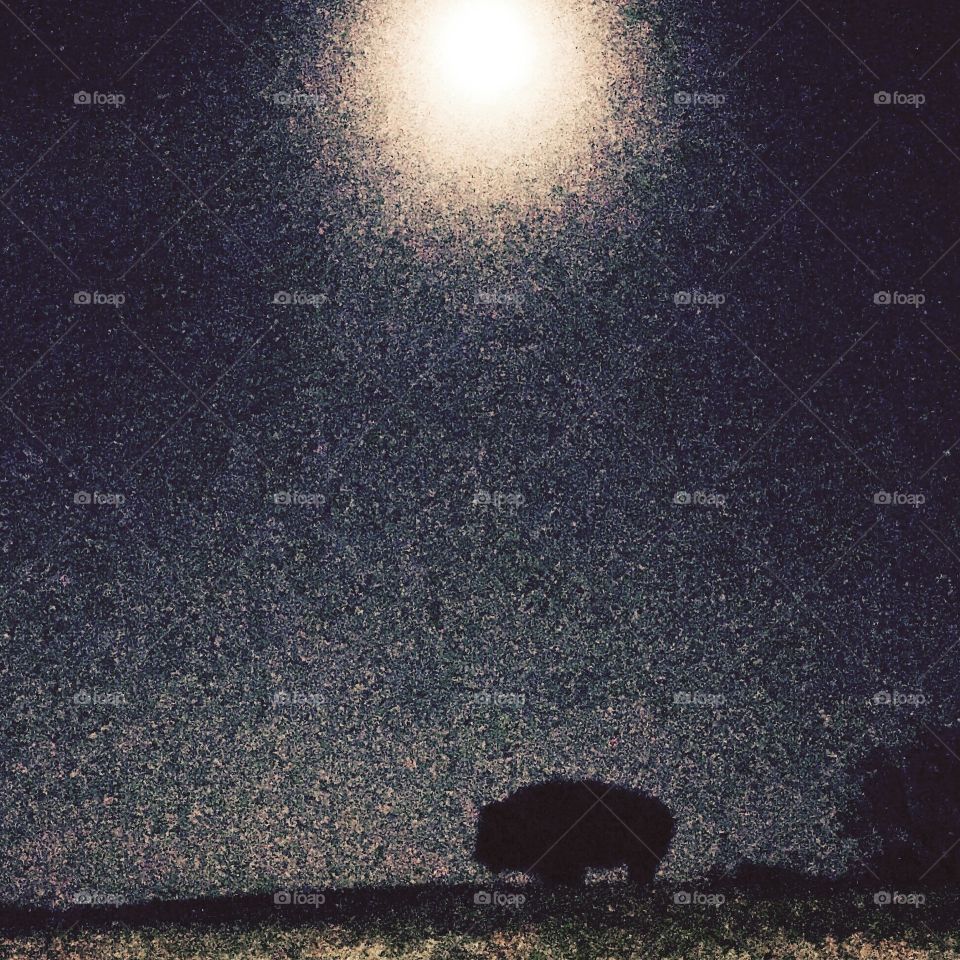 I love grain in photos ~ Full moon & my buffalo Buffy ♥️