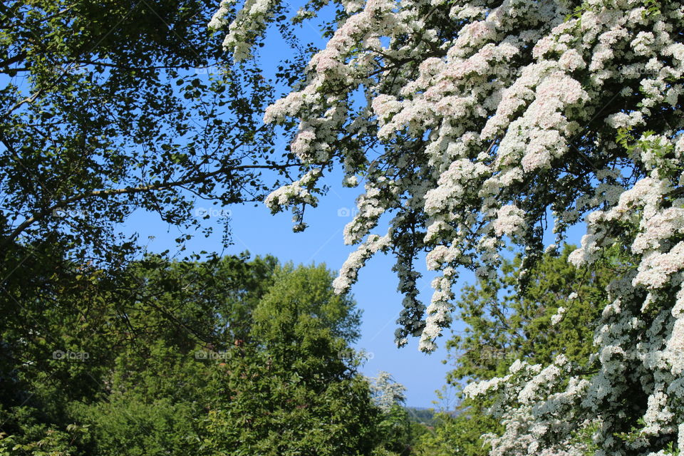 Tree flowers