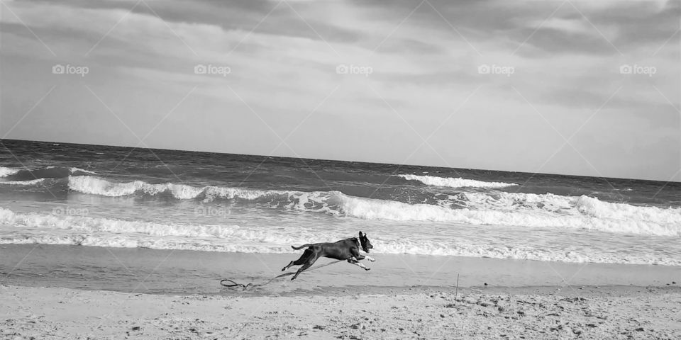 A dog runs happy and free in the sand along the oceans edge.