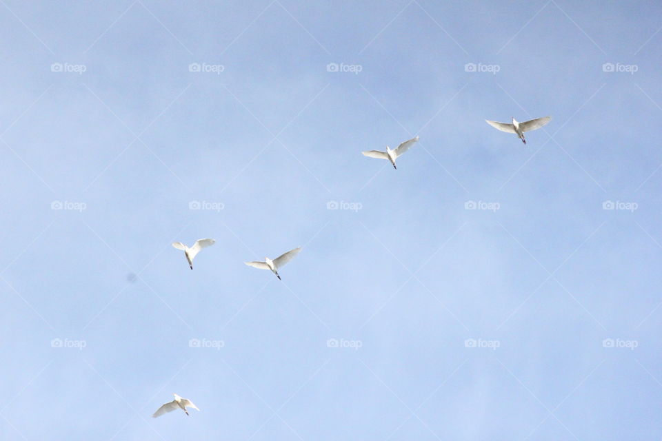 Flight of the seagulls. Seagulls flying overhead