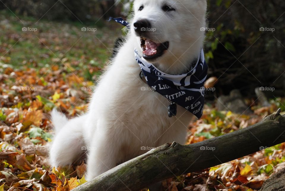 Penn State Nittany Lion: Hear me roar....