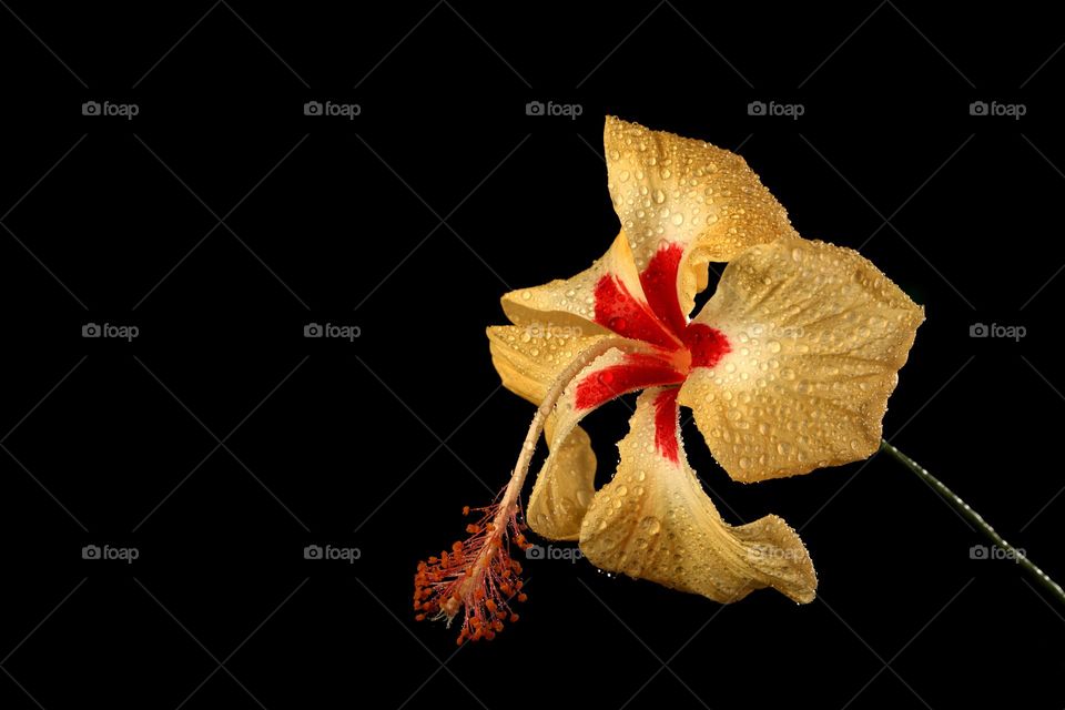 a beautiful yellow and red hibiscus