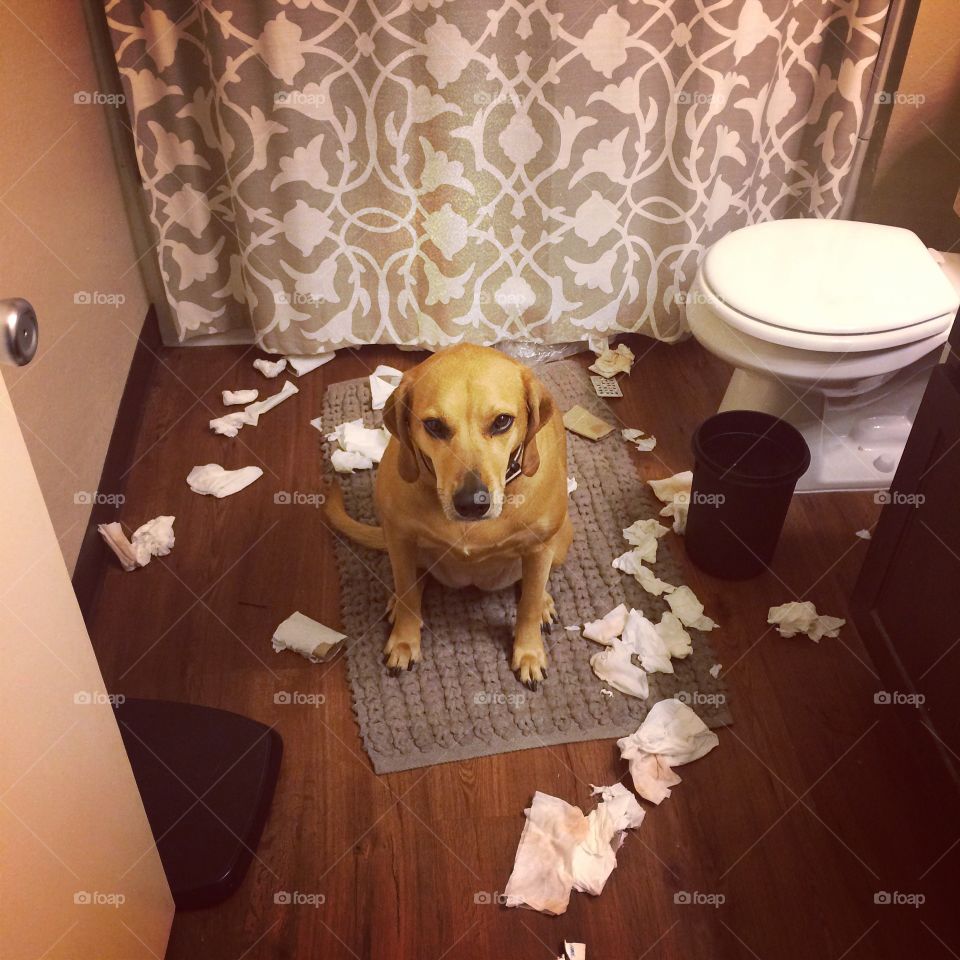 Dog Shaming. Dog gets in trouble after going through a bathroom trash can 