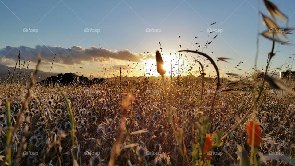 California Poppy and grass field