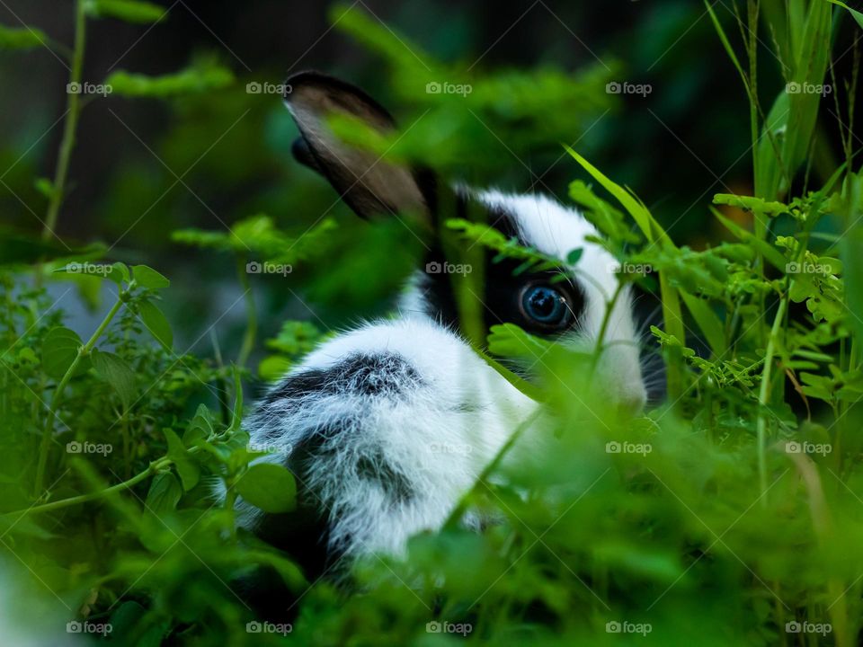 Baby Rabbit