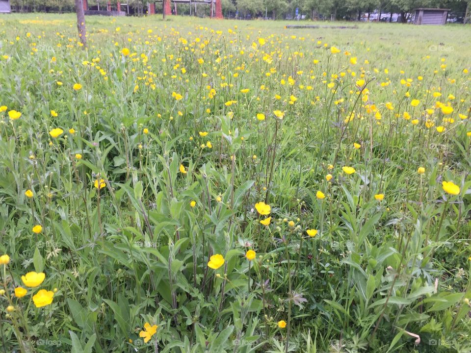 Yellow flowers during springtime in Antwerp
