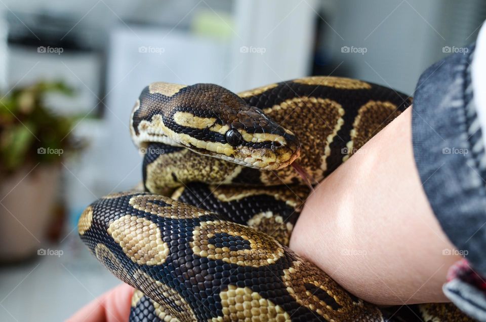 Unusual sus-pets, rock snake at home