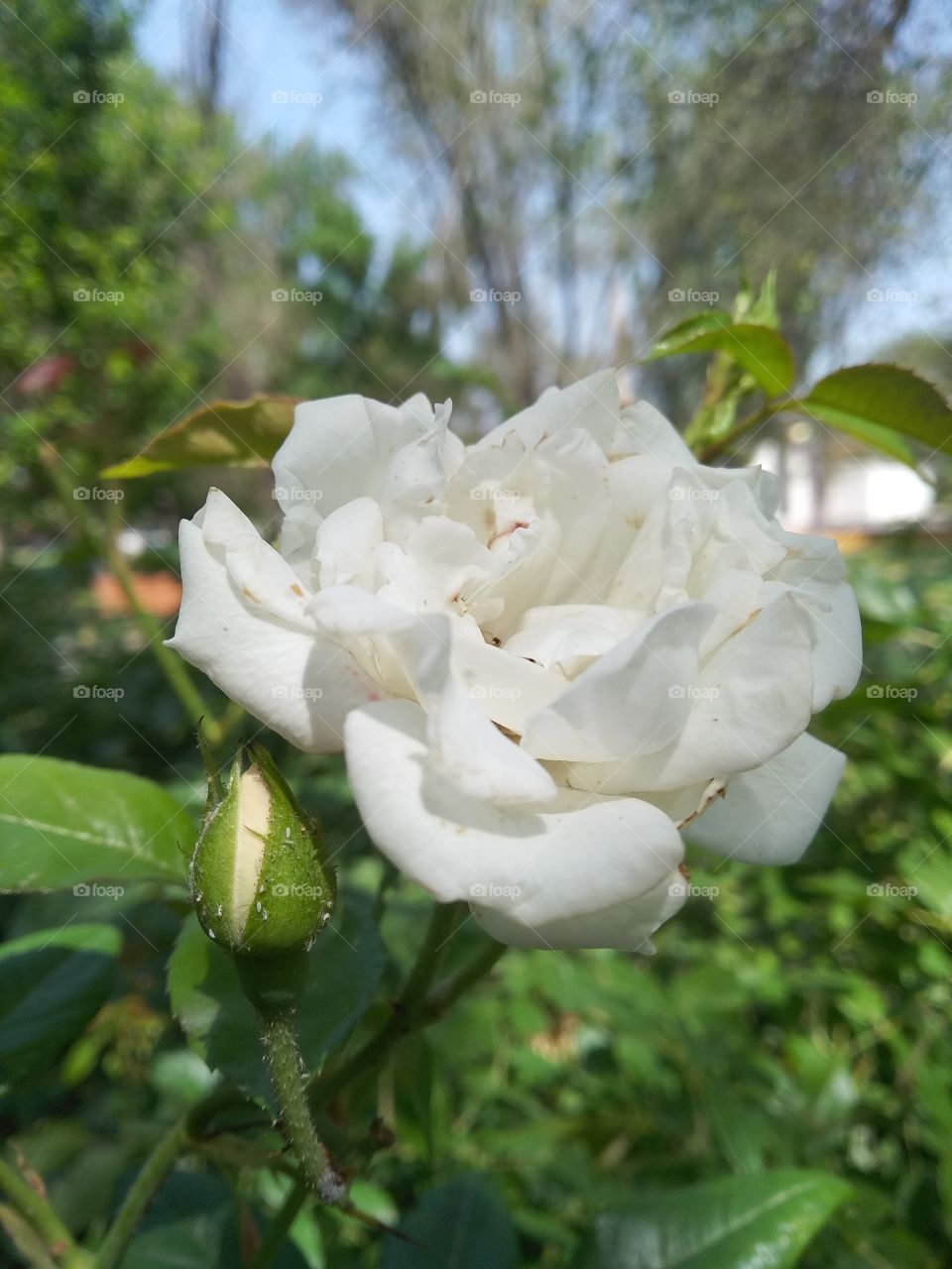 White head rose