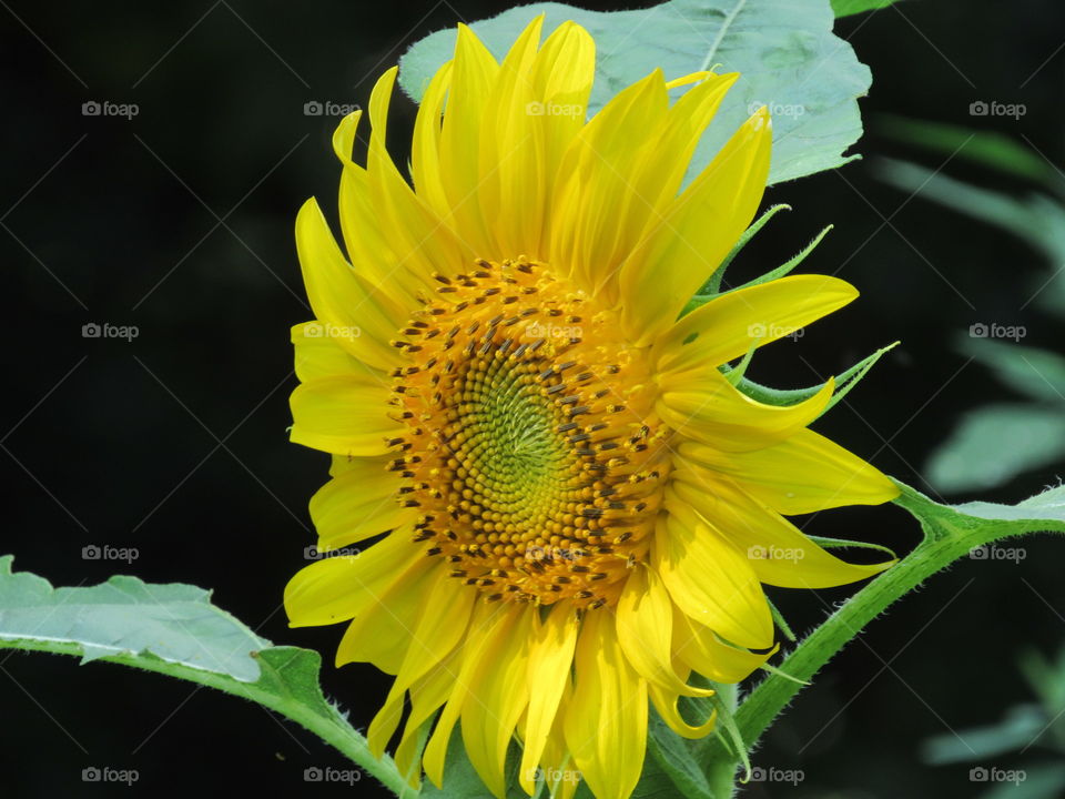 Sunflower with a dark background