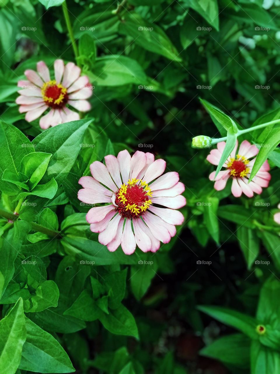 Zinia graceful or better known by the scientific name Zinnia elegans is one of the most famous annual flowering plants of the genus Zinia