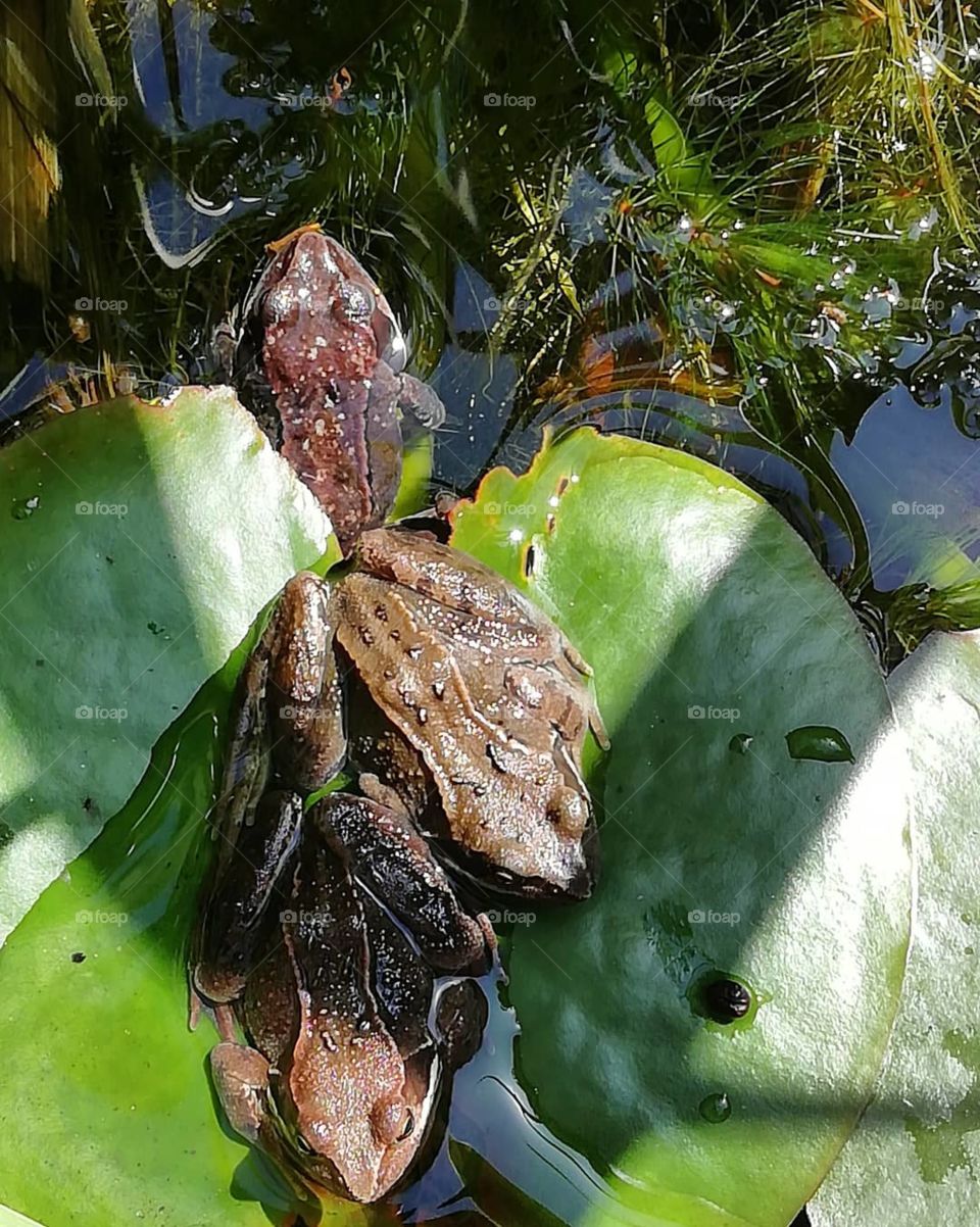 Frogs on a Lilly pad
