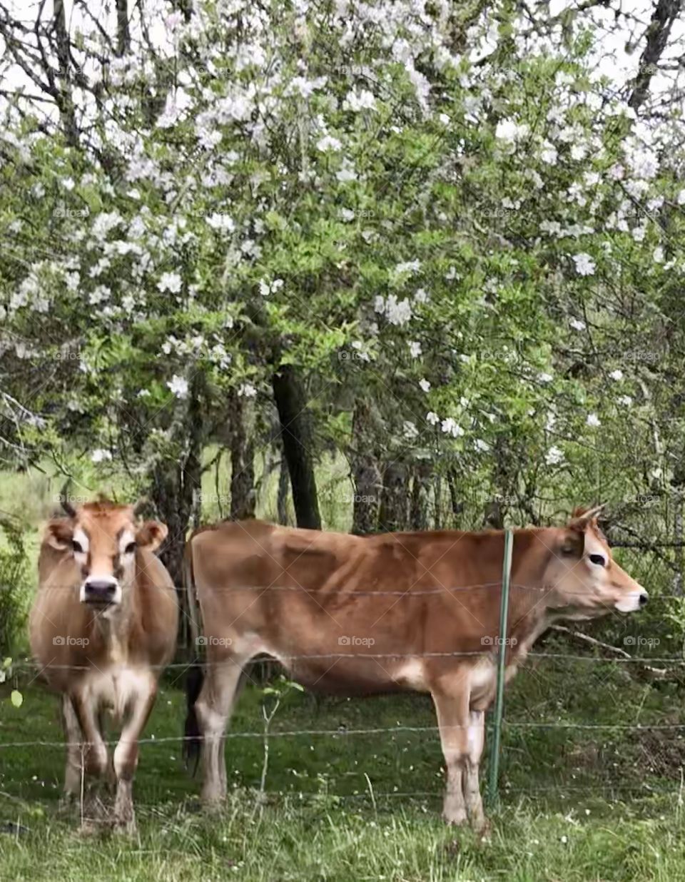 Cows at Fence