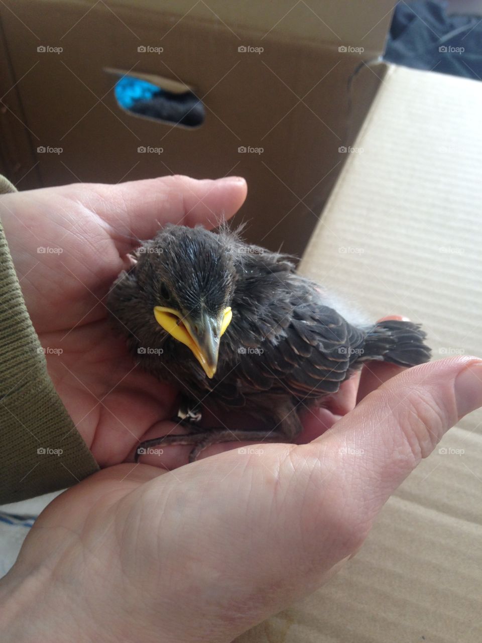 Kiki, a fledgling starling that fell out of her nest & couldn't be rescued by her parents (we waited). We rescued her before she died of dehydration or starvation. She's named Kiki after the sounds she originally made. She liked grapes and mealworms.