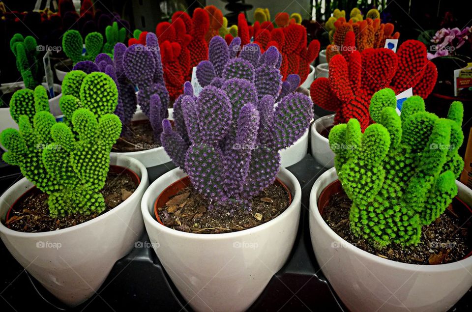 Colorful cactus