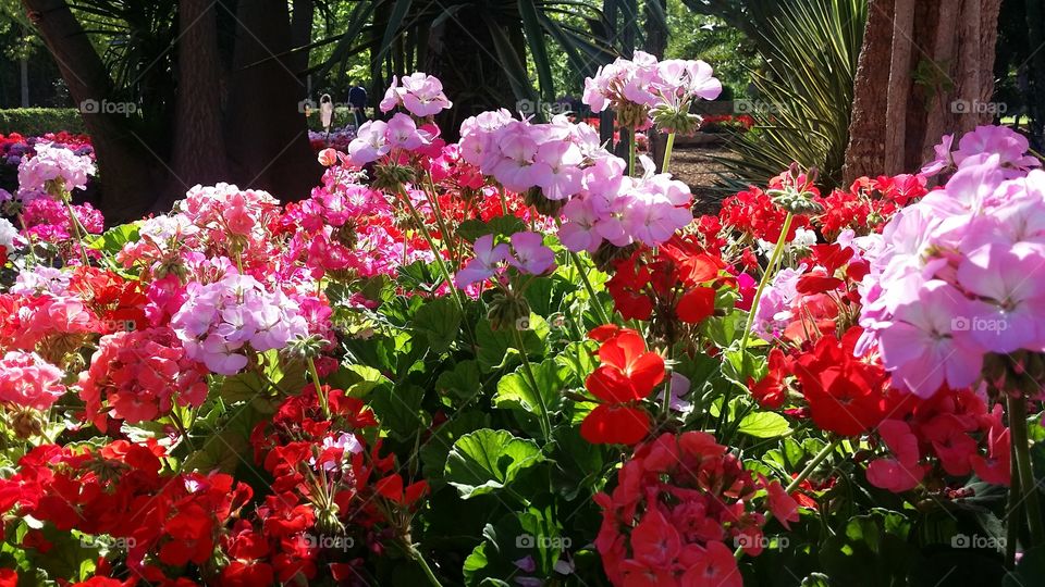 multi colored geraniums