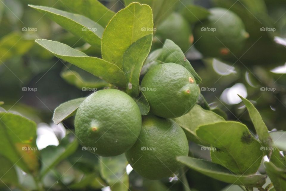 Lemon Tree