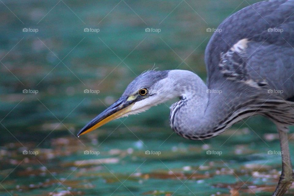 Heron