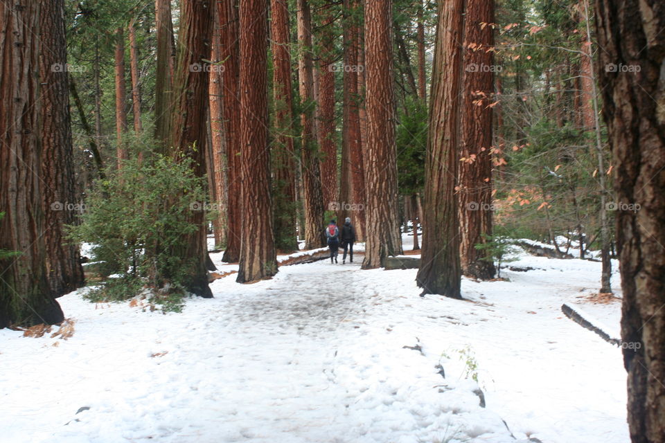 Yosemite winter trails