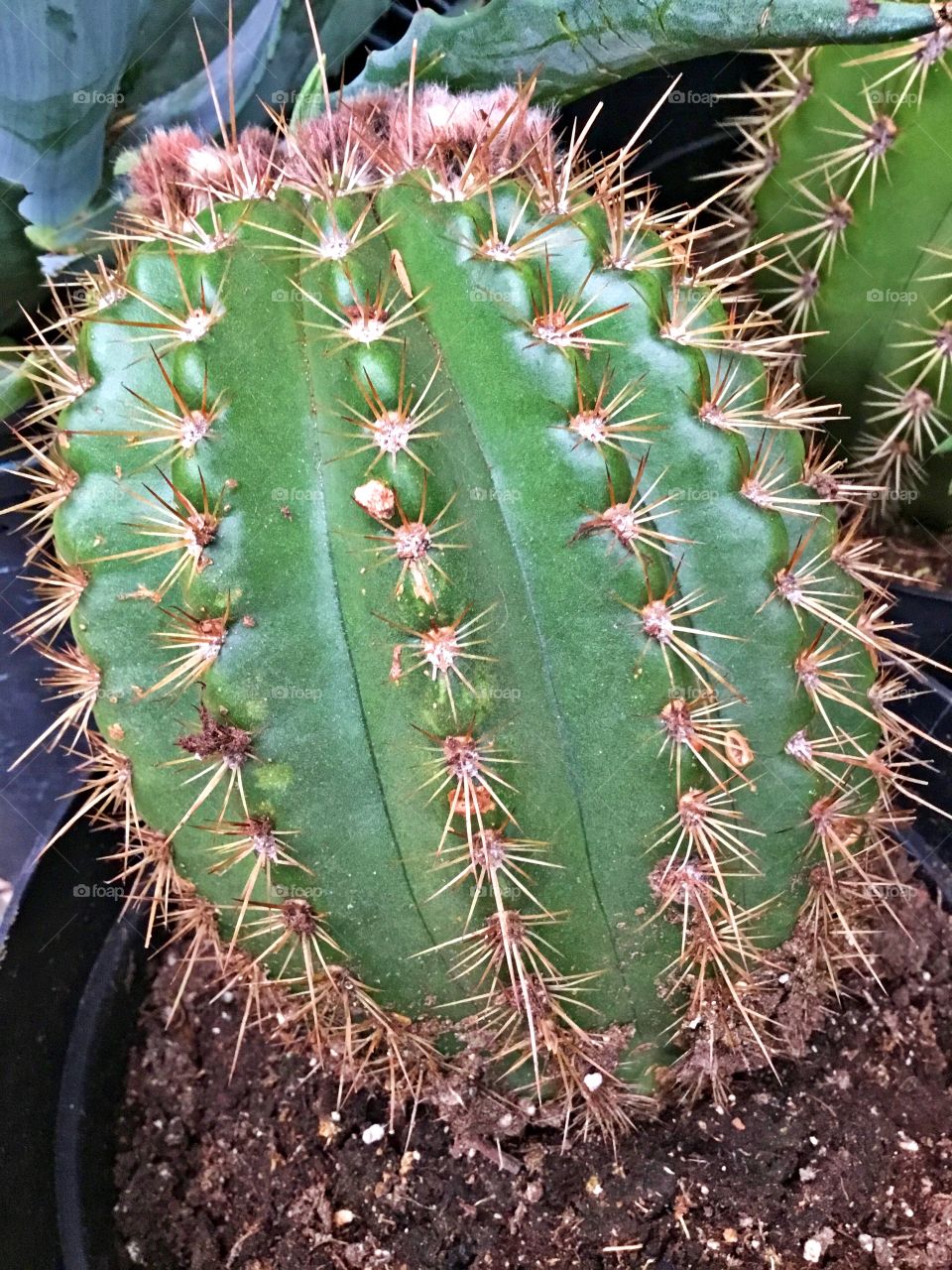 World of macro - The green barrel cactus is a globe shaped type cacti suitable for growing in conservatories, on patios or any other type of indoor glass rooms. This one is on my patio.