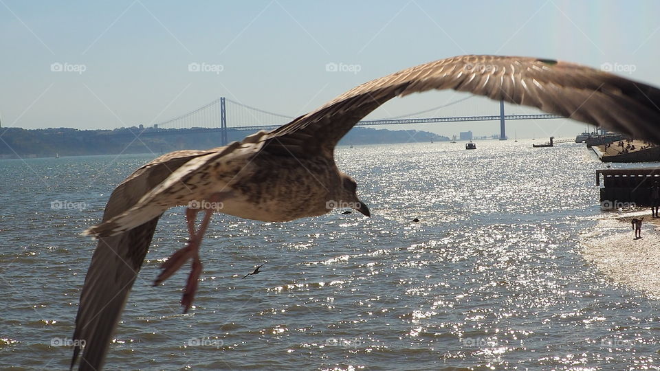 flying over the river