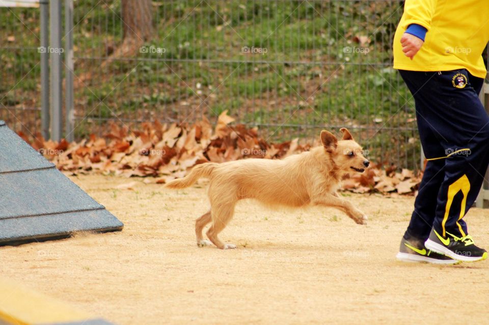 Concurso de agility