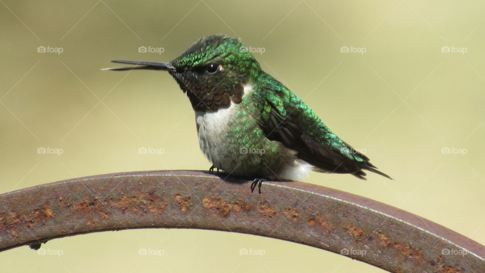 Ruby throated hummingbird with tongue out
